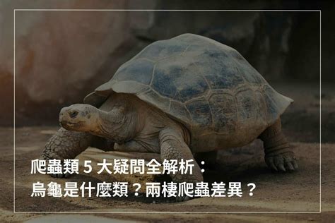 烏龜是體內受精嗎|爬蟲類 5 大疑問全解析：烏龜是什麼類？兩棲爬蟲差異？